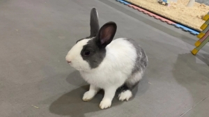 f3ffce246aa6c72055492f9e49ec1cb 道奇侏儒兔